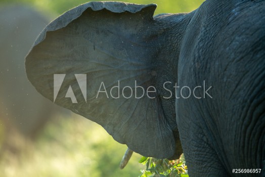 Image de Elephants in the afternoon glow of setting summer sun